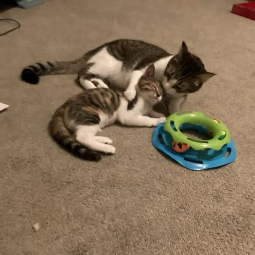 talkie's author avatar