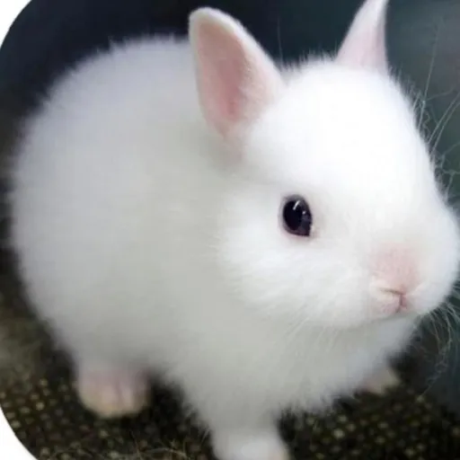 creator Your_local_M3xican's avatar