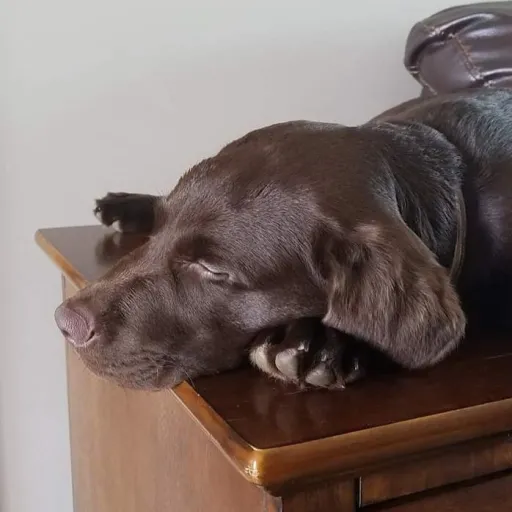 creator Connor Graves's avatar