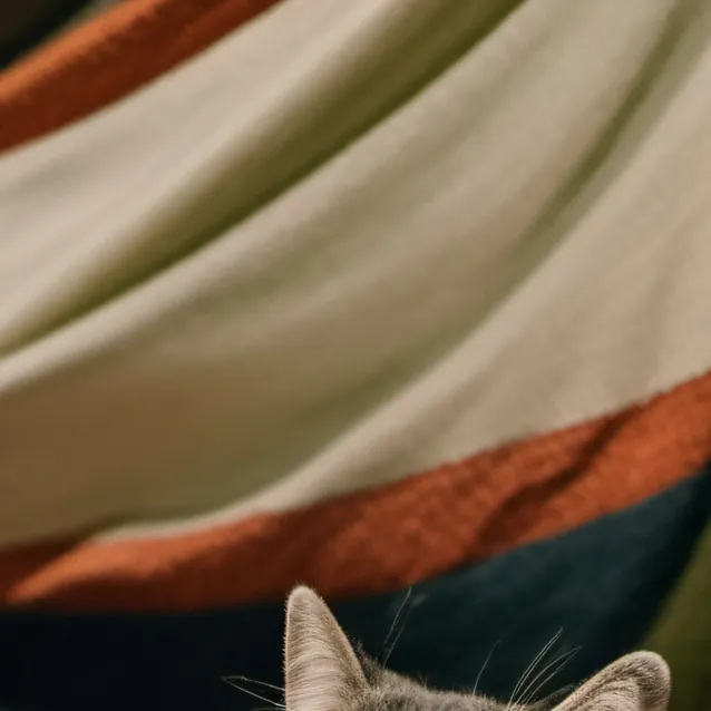 chat with ai character: kitty