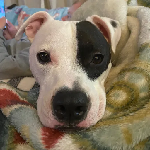 creator Percy lover Ari's avatar