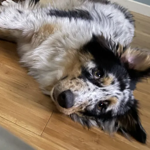 creator ~•~Emmaleigh~•~'s avatar