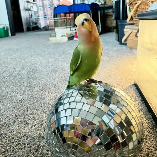 talkie's author avatar