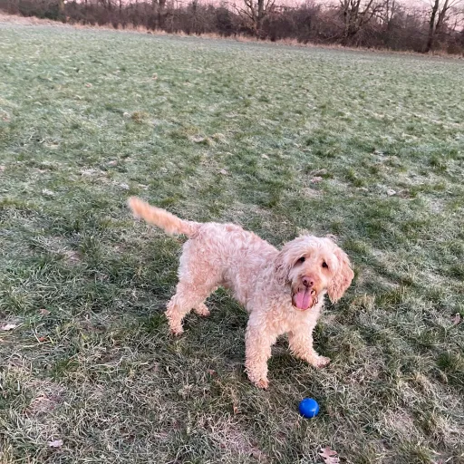 talkie's author avatar