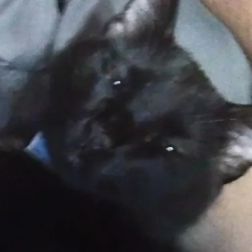 creator Xx_sergio_xX's avatar