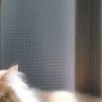 chat with ai character: Coco the cat