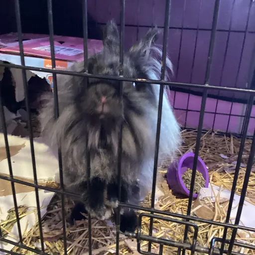 creator Dinyel's avatar