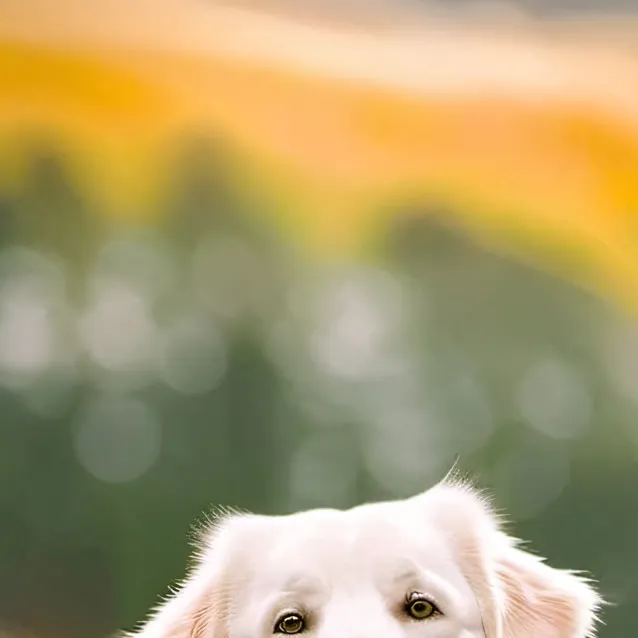 chat with ai character: dog