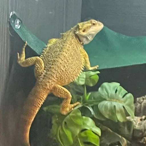 creator Beanie❤️'s avatar