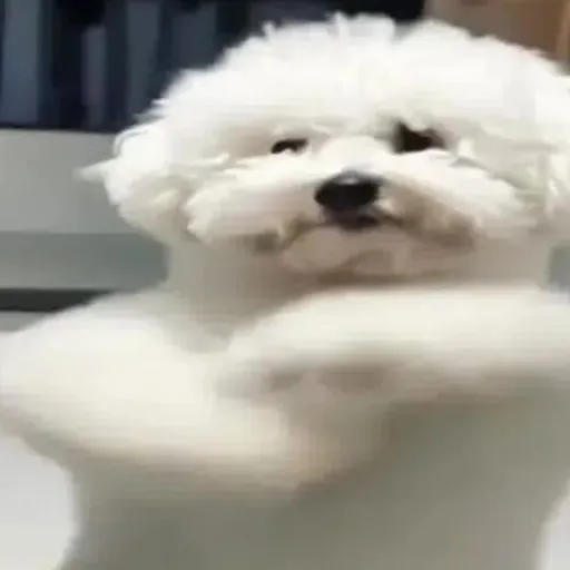 creator Amaurice's avatar