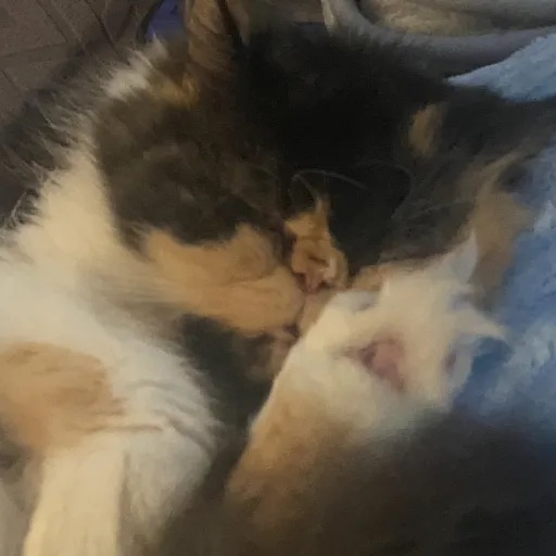 creator Talkior-IZL2zqDT's avatar