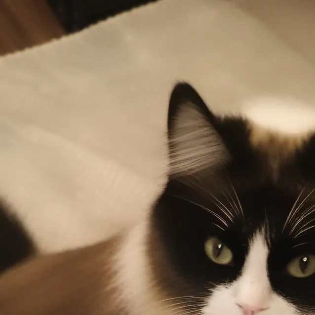 chat with ai character: meow meow 