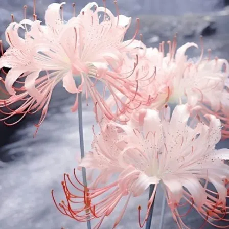 creator 🌺🪷Sakura~Blossom🪷🌸's avatar