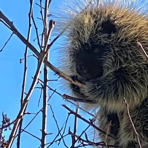 creator 0LIVIA JANE's avatar