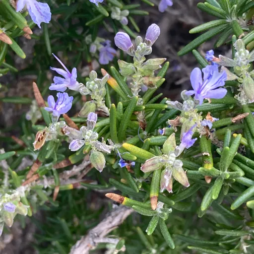 creator Aurora TairenKin's avatar