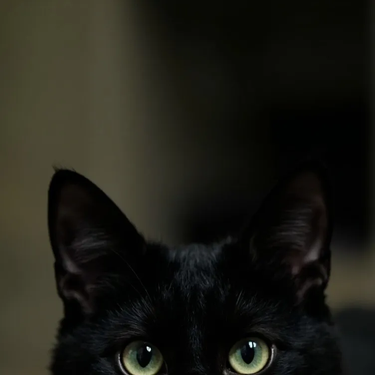 chat with ai character: Jax's cat