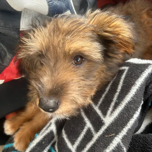 talkie's author avatar