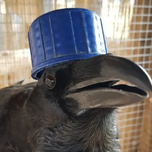 creator crowbird's avatar