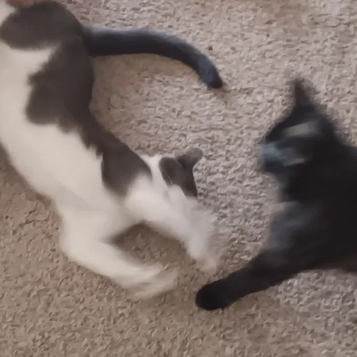 creator ☆:<☆'s avatar