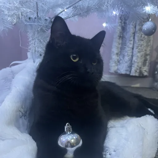 creator Jayden111234567891's avatar