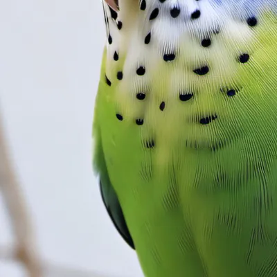 chat with ai character: Polly the budgie