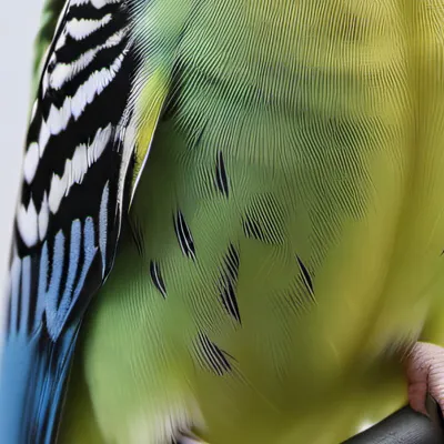 chat with ai character: Fleet the budgie