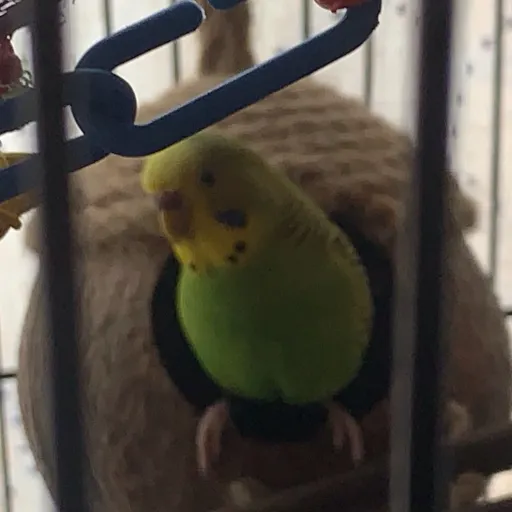 talkie's author avatar