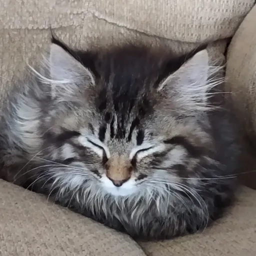 creator Jewles W's avatar