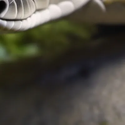 chat with ai character: Kaa 