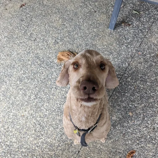 talkie's author avatar