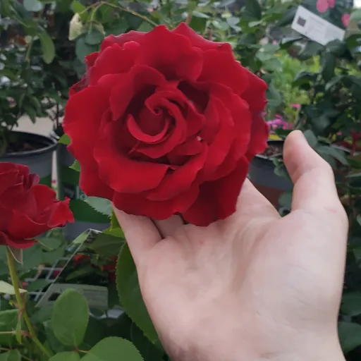 creator Rin♧'s avatar