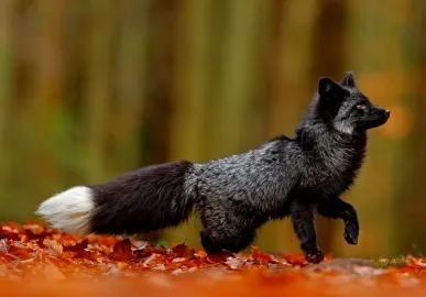 creator noodlesnpaccc's avatar