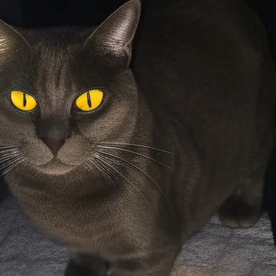 chat with ai character: Belle 