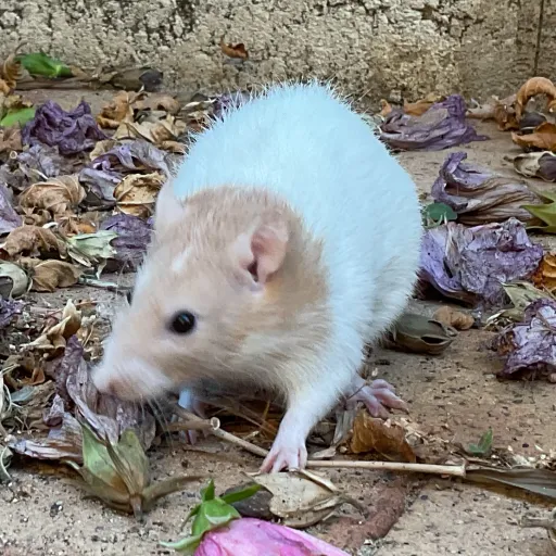 creator Jya's avatar