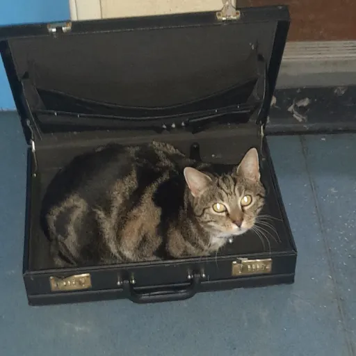 creator Emelia :3's avatar