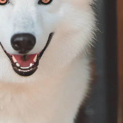 chat with ai character: Dogday