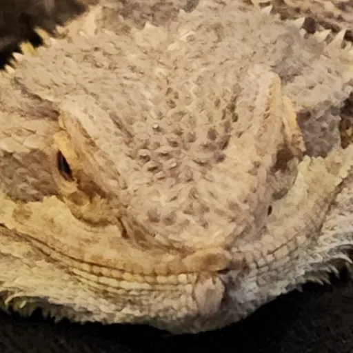 creator DragonWormies's avatar