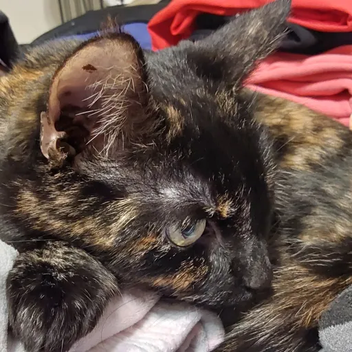 creator helloooooo!!'s avatar