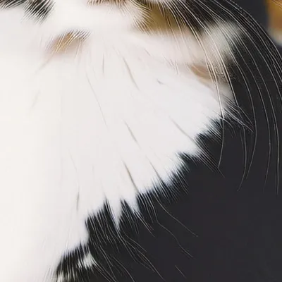 chat with ai character: sassy