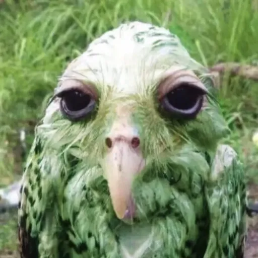 creator Duo lookin ahhh's avatar