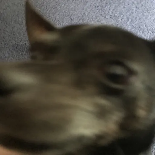 creator Chihuahua_User's avatar