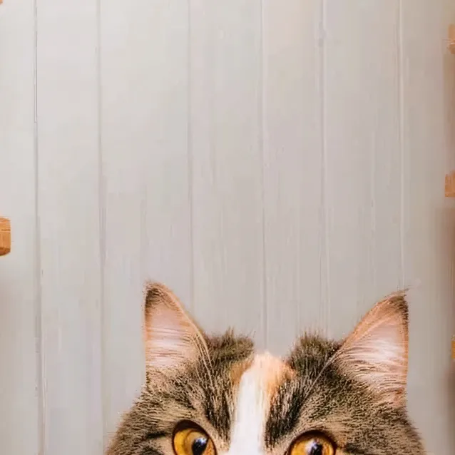 chat with ai character: olive 