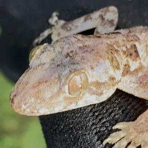 creator Jeb_'s avatar