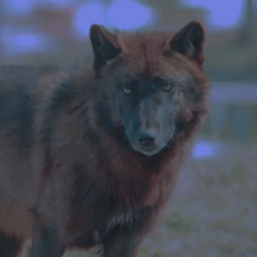 creator Okamithewolf's avatar