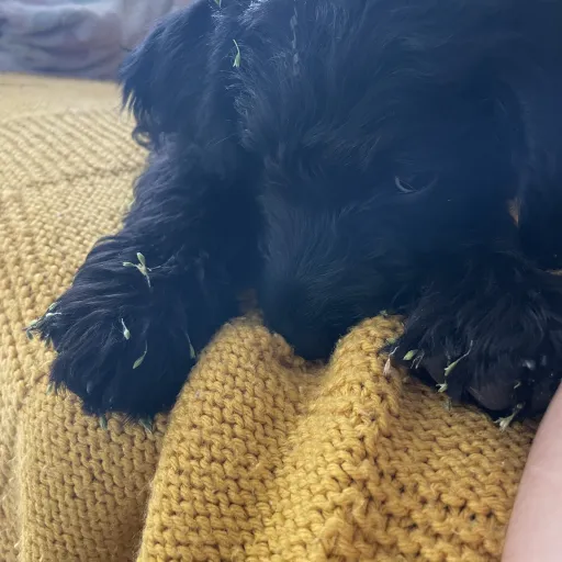 talkie's author avatar