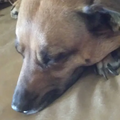 creator •.•A human•.•'s avatar