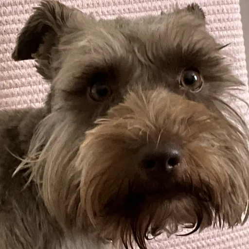 talkie's author avatar