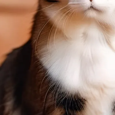 chat with ai character: Idk