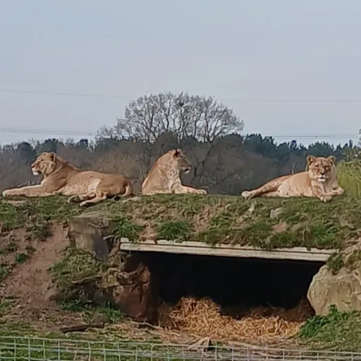 creator Kiko-'s avatar