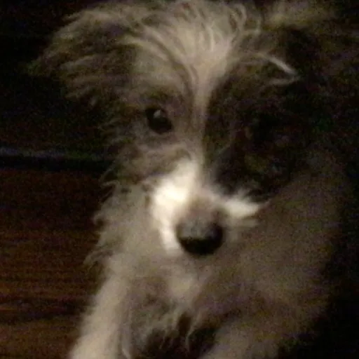 creator THEBEAR27's avatar